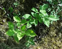 Briançon Apricot