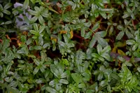 pale biddy-biddy (Acaena pallida) plant