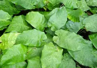 calathea musaica