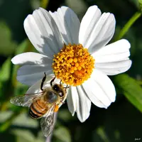 romerillo (Bidens alba) plant