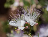 caper bush