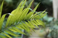 Chamaedorea seifrizii leaves