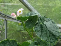hardy Taiwan begonia
