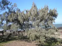beach sheoak