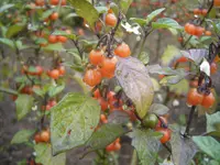 cutleaf nightshade