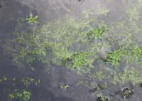 Various-leaved Water-starwort