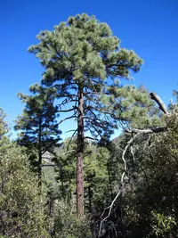 Apache Pine