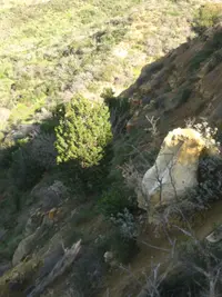Tecate cypress