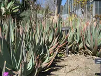 prickly aloe