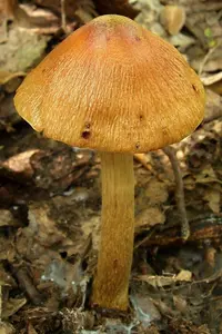 wrinkled cortinarius