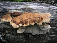 Amylocystis lapponica (Amylocystis lapponica) plant