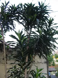 Suji (Dracaena angustifolia) plant