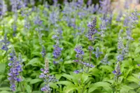 Plectranthus Mona Lavender outdoor