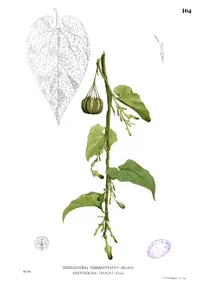Indian Birthwort