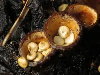 Crucibulum crucibuliforme