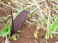 Biarum pyrami (Biarum pyrami) plant