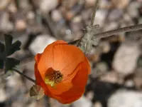 desert globemallow (Sphaeralcea ambigua) plant