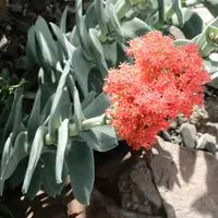 Red treasure