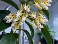 Hoya multiflora plant