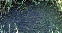 widgeongrass