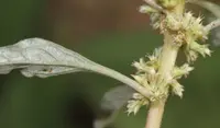 Mediterranean amaranth (Amaranthus graecizans) plant
