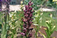 Bug Orchid