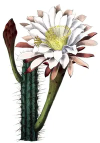 Cereus aethiops (Cereus aethiops) plant