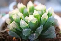 Haworthia cooperi leaf