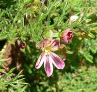 Night-Scented Pelargonium