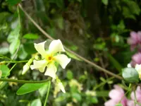 Asiatic jasmine (Trachelospermum asiaticum) plant