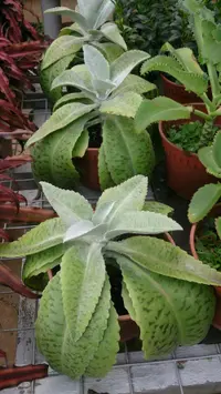 donkey ears