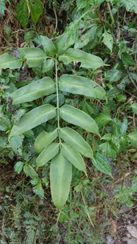 Intermediate bamboo fern