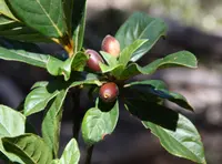 Amaioua guianensis