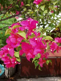 Paperflower
