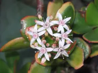 Crassula obovata