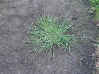 hairy crabgrass (Digitaria sanguinalis) plant