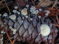 Conifercone Cap