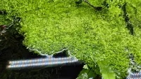 Riccia fluitans