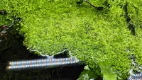 Riccia fluitans