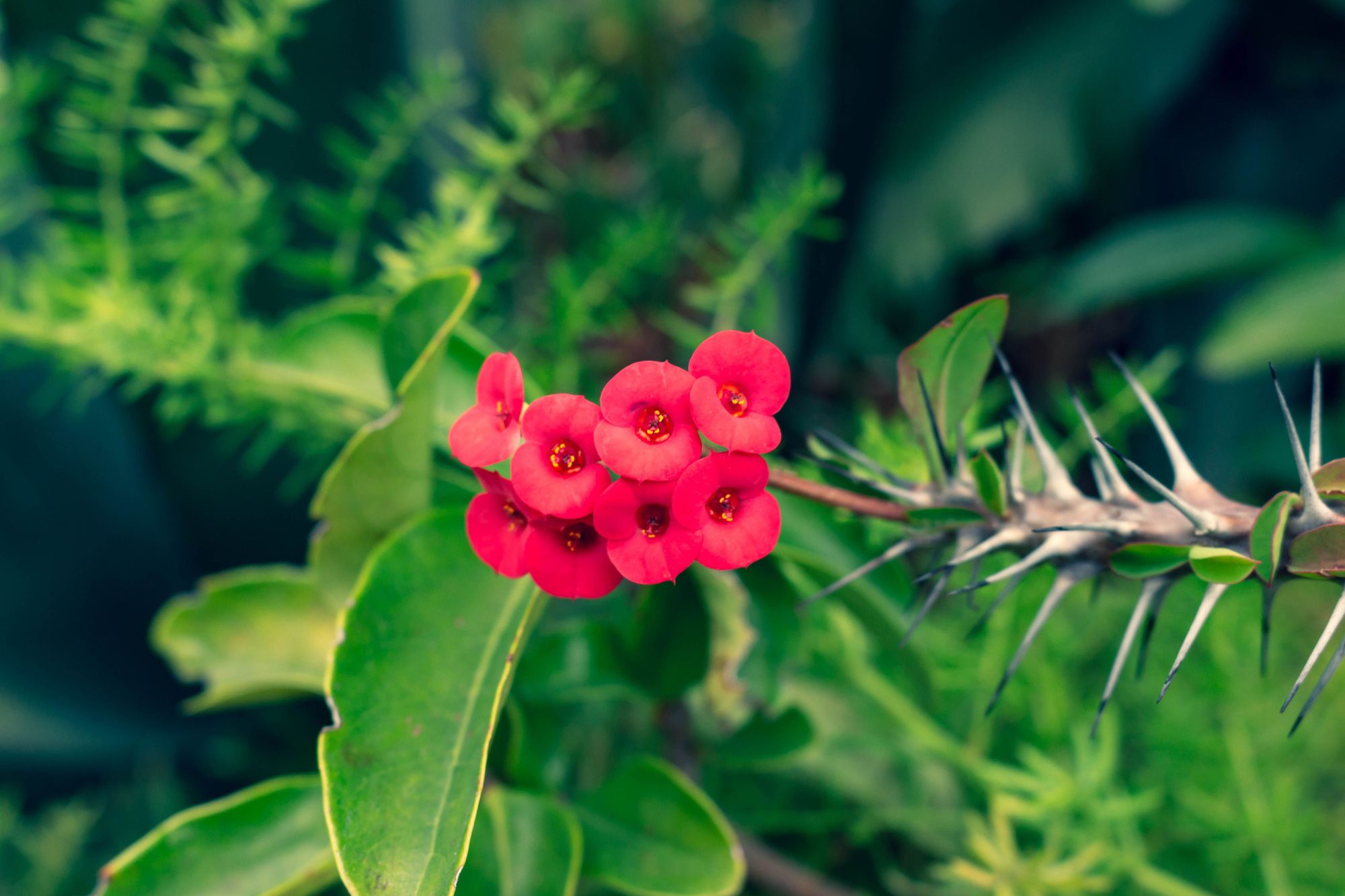 Flowers With Thorns - Crown of Thorns
