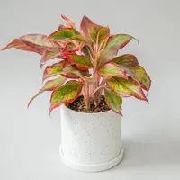Aglaonema 'Creta' indoor