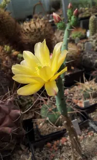 Salmonopuntia salmiana
