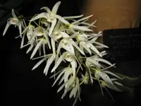 Oak Orchid