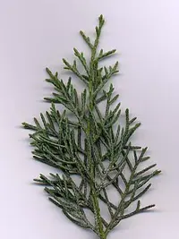 Arizona cypress
