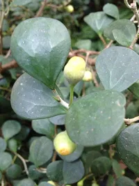 Mistletoe fig