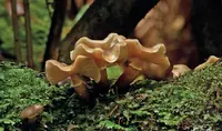 Austral Honey Mushroom