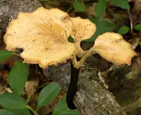 Elegant Polypore