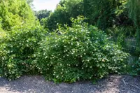 buttonbush (Cephalanthus occidentalis) plant