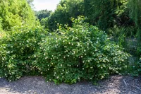 buttonbush