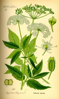 bishop's goutweed